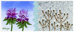 Native plant illustrated in summer and winter is Monarda fistulosa, commonly called Wild Bergamot, Bee Balm 
