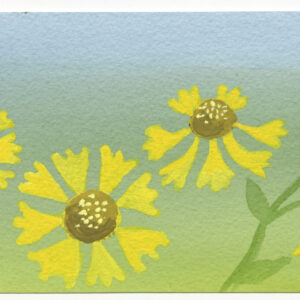 Helenium autumnale Commonly called Sneezeweed $40 Print Size including border is 18 1/2